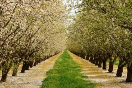 Foresta Capital evoluciona a Microsoft Dynamics Business Central